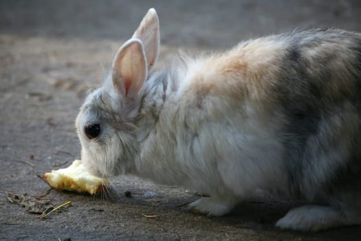 Pygmy rabbit