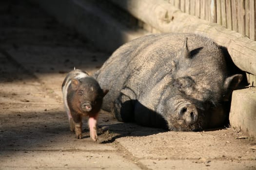 Pot-bellied pigs