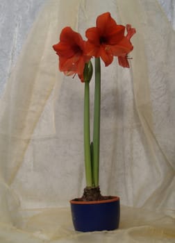 Amaryllis