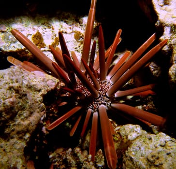 This beautiful stylus - sea urchin,armed with thick spines,always comes out of its hiding place only in the dark.