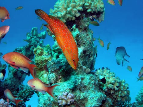 The beautiful jewels - grouper along with anthias.