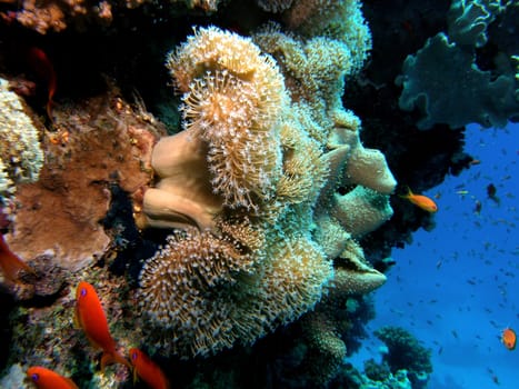 Common mushroom corals