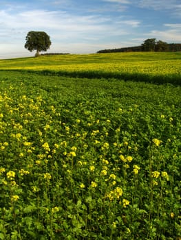 Field with tree