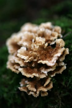 Turkey tail