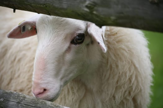 Sheep in a pasture