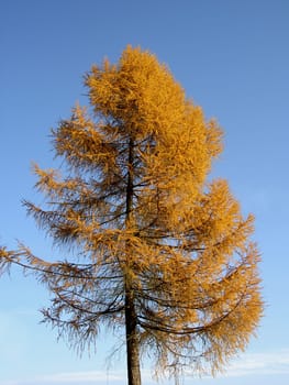 Larch
