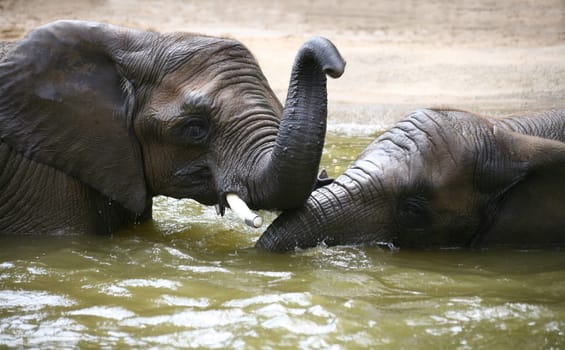Elephants playing in the water