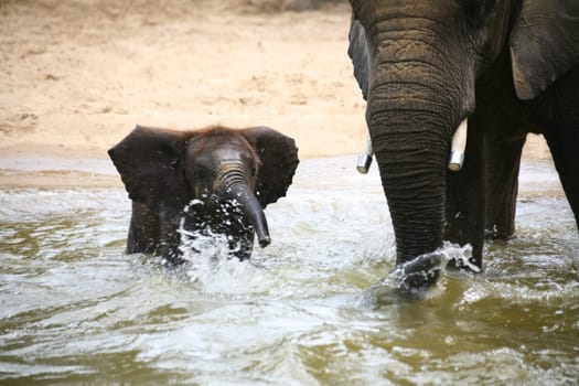 Elephants playing in the water