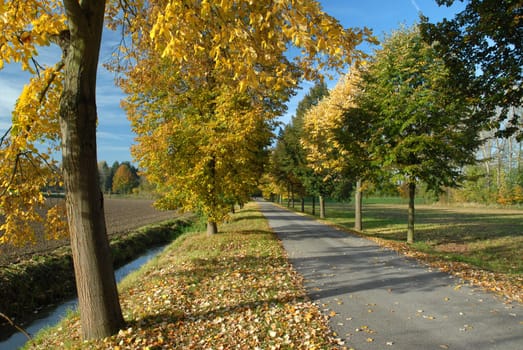 Alley in autumn 2