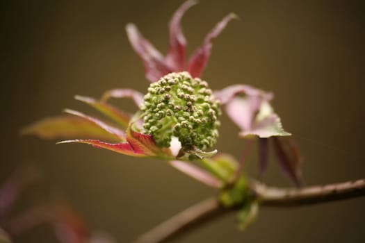 First spring leaves on an elderberry bush