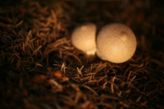 Lycoperdon perlatum