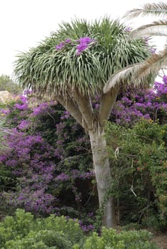 Bougainvillea grows everywhere