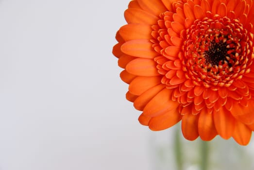 Gerbera