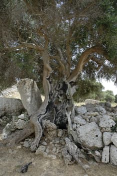 Tree with life experience
