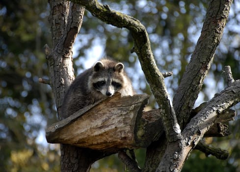 Baby raccoon