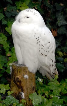 The snowy owl is an inhabitant of the Arctic tundra – especially in Iceland,North America,Norway,Sweden and Finland. Since it lives in areas where it does not get dark or light for weeks,it belongs to the owls,which are also diurnal