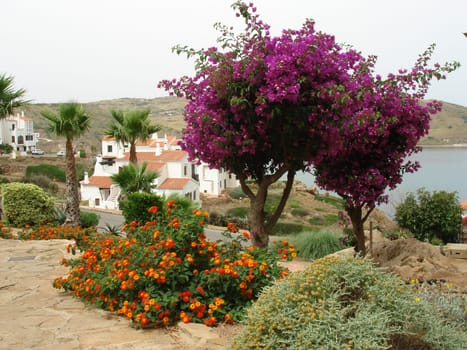 Colour play of plants Menorca