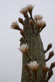 Quite prickly and bloody