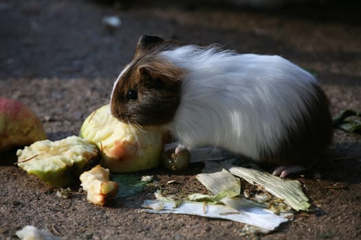 Guinea pig