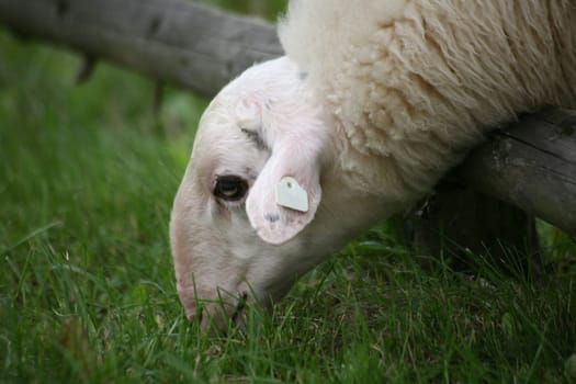 Sheep in a pasture