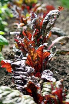 Chard