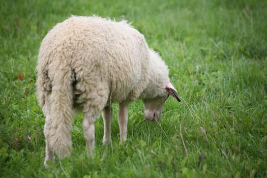 Sheep with extremely long tail in a pasture