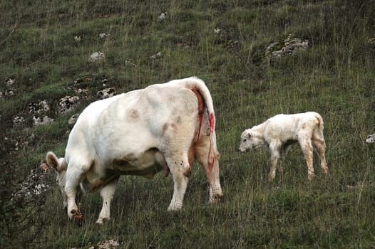 Shortly after birth