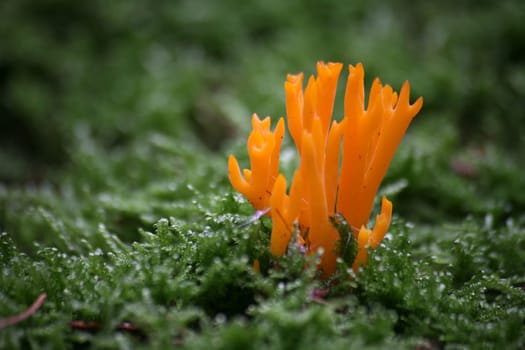 Calocera viscosa