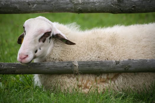 Sheep in a pasture