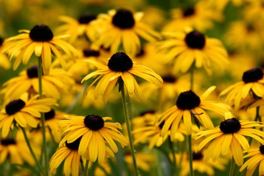 Coneflower