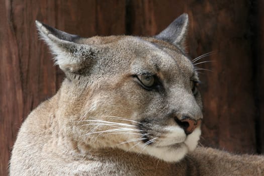 Puma view