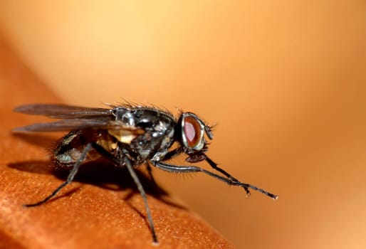 The housefly