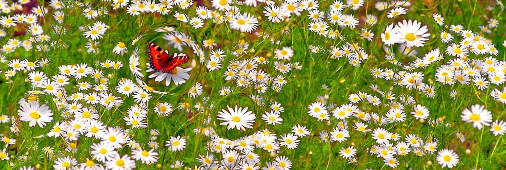 Summer meadow