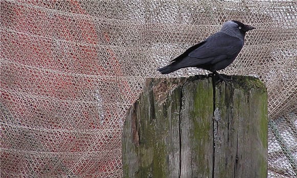The jackdaw (Corvus monedula) belongs to the genus of ravens and crows (Corvus). The plumage is dark gray to black with a bluish metallic sheen,but the neck and cheeks are characteristically light to silver-gray in color. Jackdaws are – like al