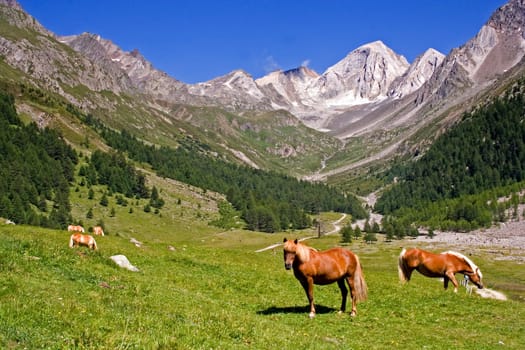 Alpine pasture