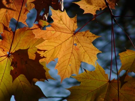 Maple