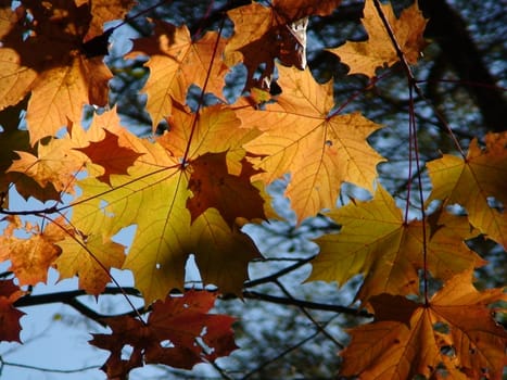 Autumn
