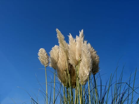 Pampas grass