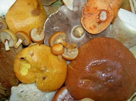 Mushroom basket
