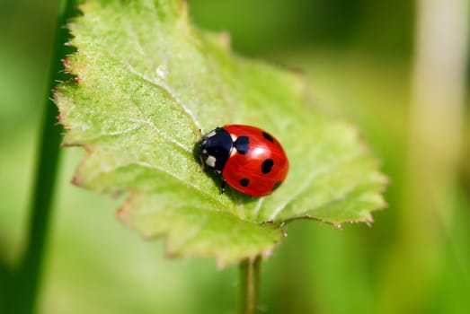 Autumn beetle