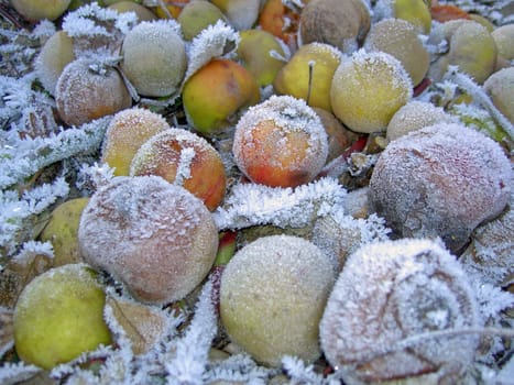 Windfall