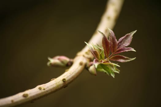 First spring leaves on an elderberry bush