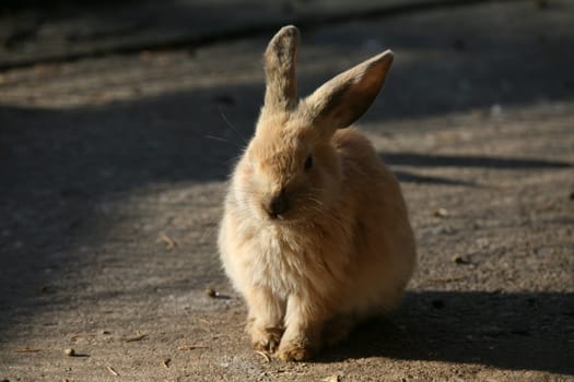 Rabbit