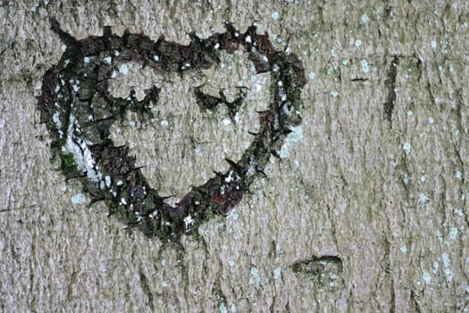 Heart carved into the bark of a tree
