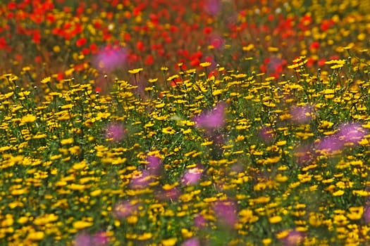 Wildflower meadow with poppy seeds
