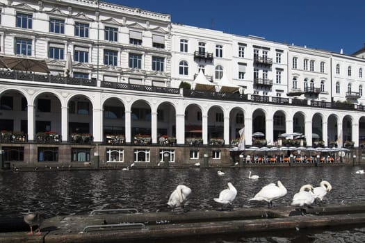 Arcades with swans