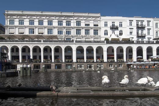 Swans in front of arcades