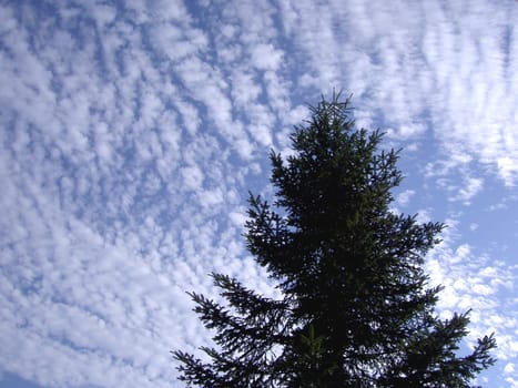 Sheep clouds