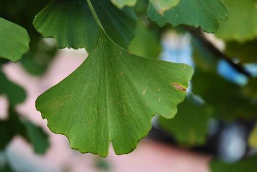Ginkgo leaf