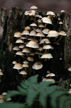 Green-leaved sulfur heads on a tree stump